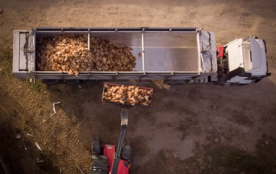 Miles de cadáveres de gallinas en el brote de gripe aviar en Valladolid CEDIDA GREENPEACE Miles de cadáveres de gallinas en el brote de gripe aviar en Valladolid CEDIDA GREENPEACE