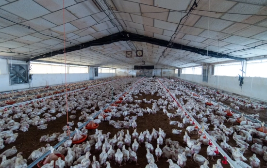 Una granja de gallinas Gustavo Valiente EP Una granja de gallinas Gustavo Valiente EP