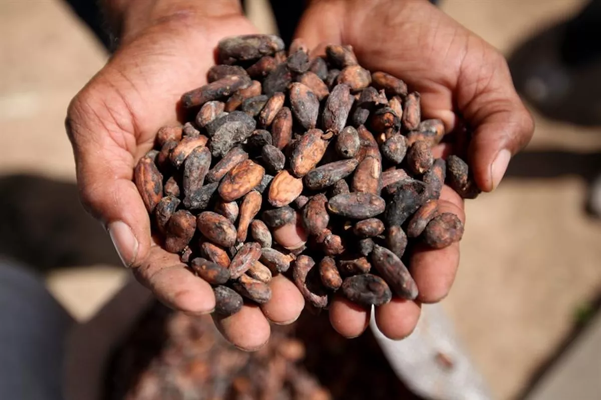 cacao