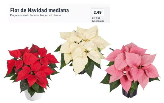 Flor de Navidad disponible en tres colores/ LIDL Flor de Navidad disponible en tres colores/ LIDL