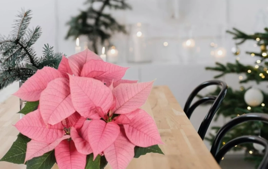 La flor de Pascua de Lidl en una mesa / Montaje Consumidor Global La flor de Pascua de Lidl en una mesa / Montaje Consumidor Global