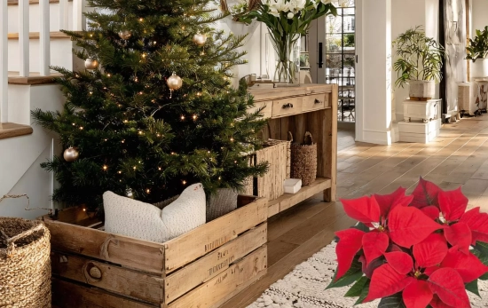 La flor de Pascua de Lidl en la decoración navideña de una casa/ Montaje Consumidor Global La flor de Pascua de Lidl en la decoración navideña de una casa/ Montaje Consumidor Global