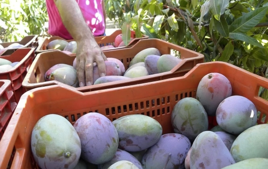Una mujer recoge mangos en Málaga / EFE