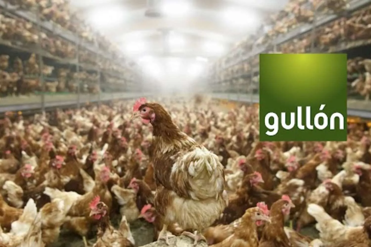 El logo de Galletas Gullón y una macrogranja de gallinas / MONTAJE CONSUMIDOR GLOBAL