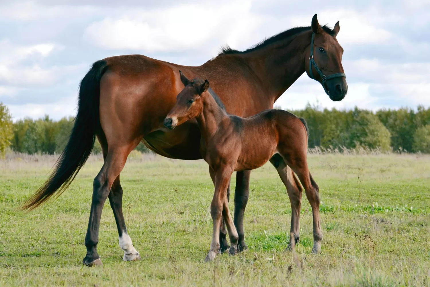 Una yegua y su potro   UNSPLASH