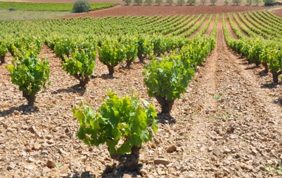 Viñedo / ELVINODELASPIEDRAS.ES