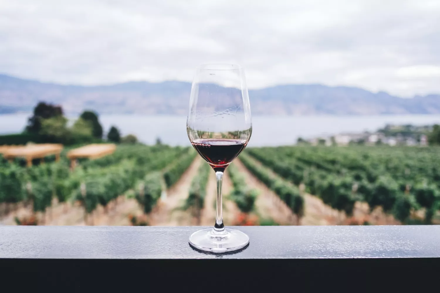 Una copa de vino de la D.O. Cariñena / UNSPLASH