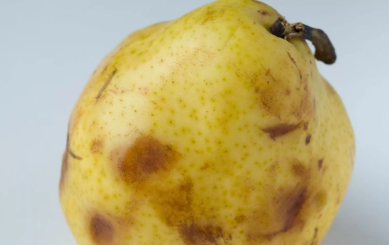 Fruta golpeada, un alimento a evitar por las personas con el sistema inmunitario debilitado/ CANVA