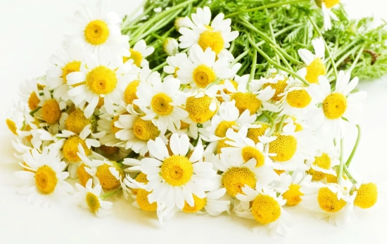 La flor de la camomila tiene propiedades calmantes/ CANVA