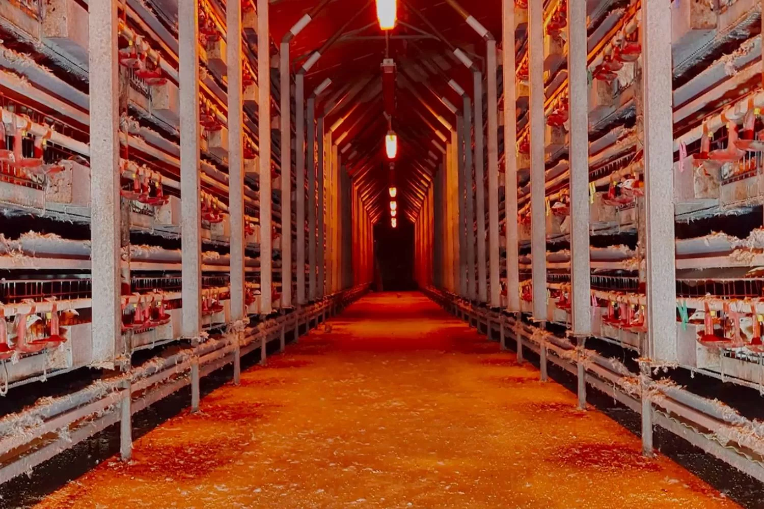 La granja de codornices de Urgasa en Lleida / ARDE