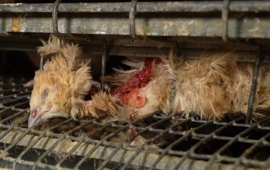 Una codorniz muerta en estado de descomposición / ARDE