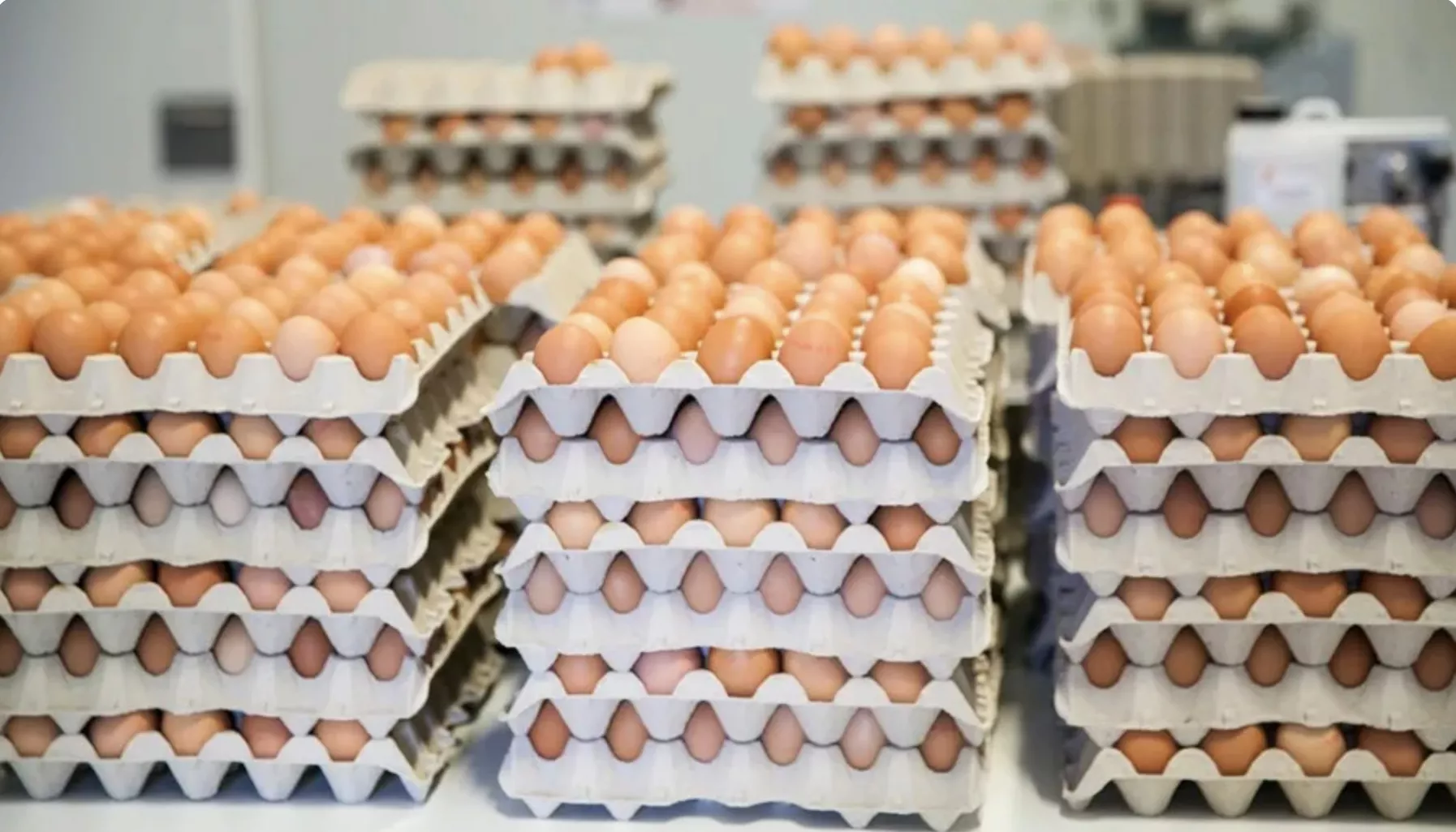 Granja de producción ecológica de huevos / EFE