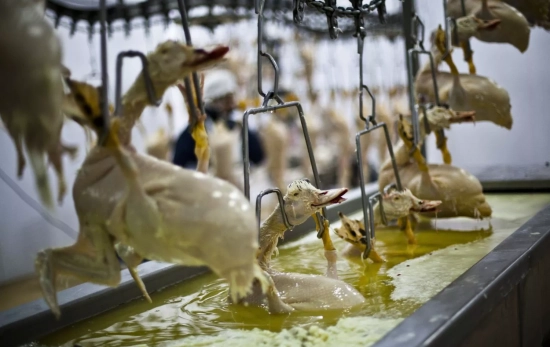 El momento del aturdimiento / IGUALDAD ANIMAL