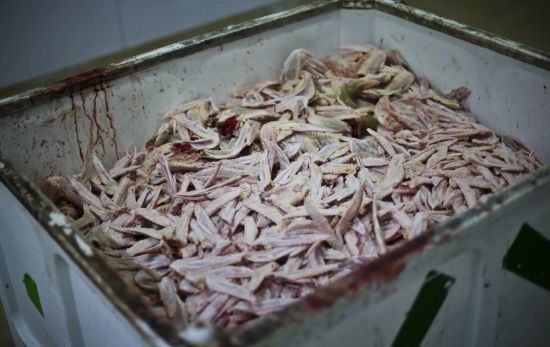 Restos de patos sacrificados en el matadero de Martiko / IGUALDAD ANIMAL