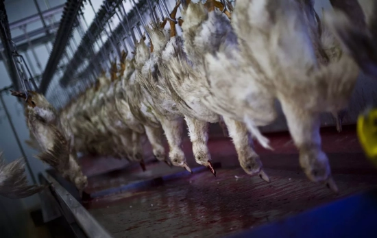 Patos recién sacrificados en el matadero de Martiko / IGUALDAD ANIMAL
