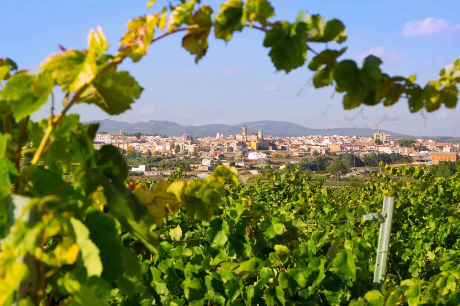 Una imagen de Requena, Ciudad del Vino 2026, desde unos viñedos / COMUNITAT VALENCIANA