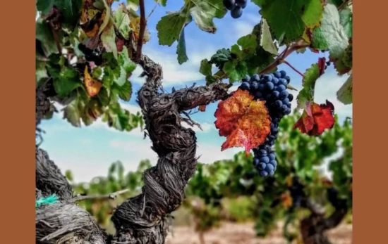 Uva bobal  / DENOMINACIÓN DE ORIGEN UTIEL - REQUENA