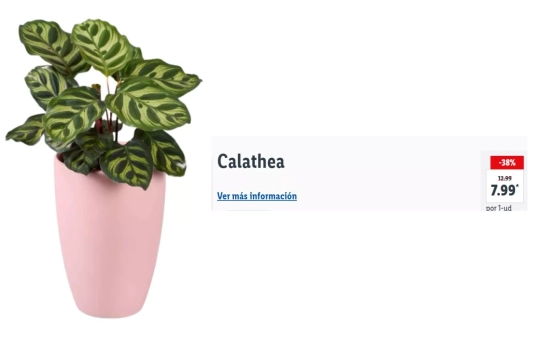 Calathea/LIDL Calathea/LIDL