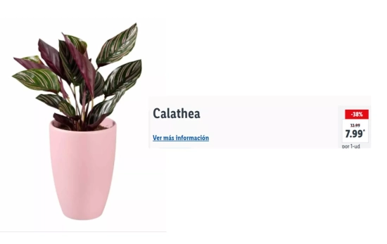 Calathea/ LIDL Calathea/ LIDL