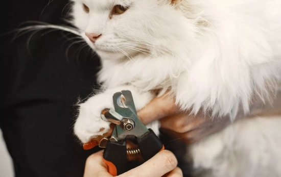 Una persona corta las uñas a un gato / FREEPIK - prostooleh