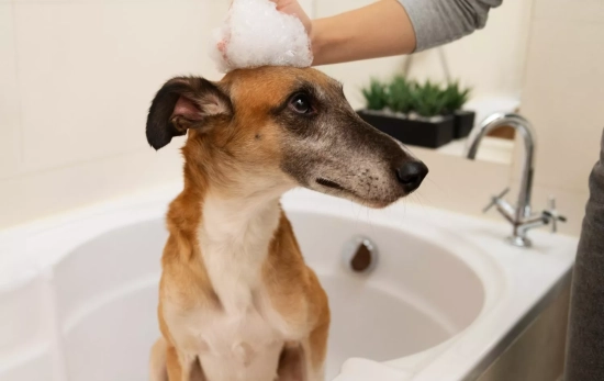 Un perro en una bañera / FREEPIK