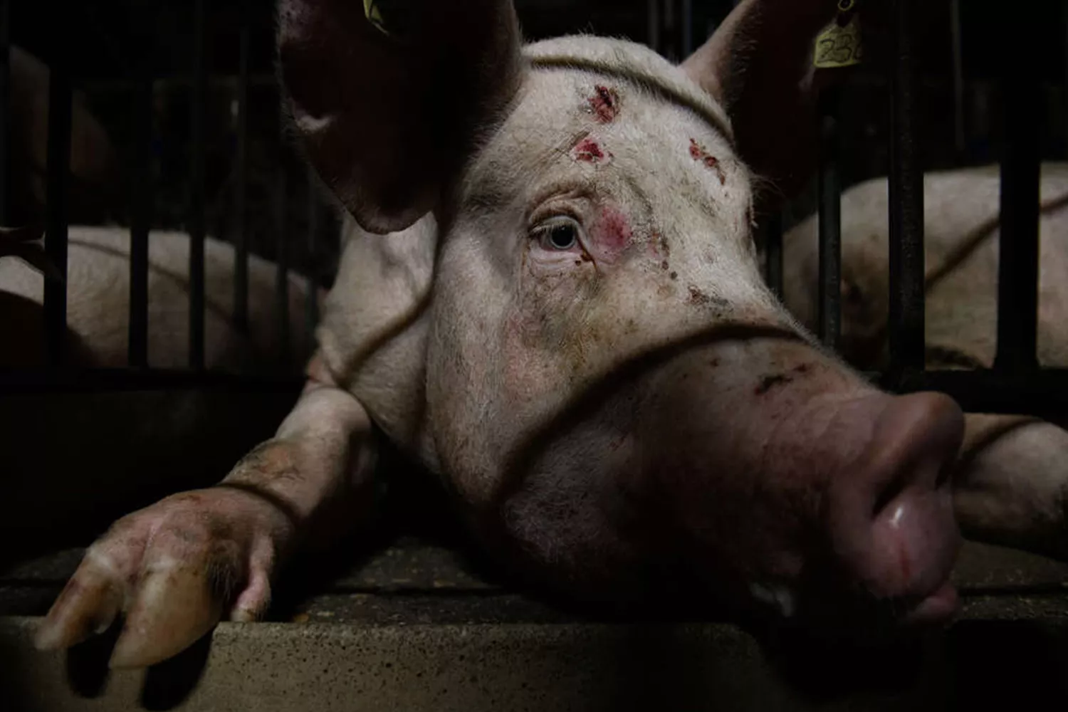 Un cerdo con heridas en una granja de Aragón IGUALDAD ANIMAL