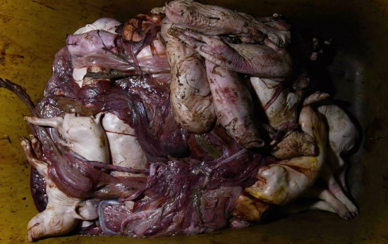 Lechones muertos / IGUALDAD ANIMAL