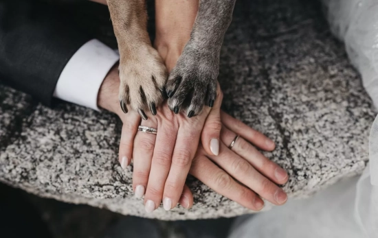 Una pareja de recién casados con sus mascotas el día de la boda / CEDIDA Una pareja de recién casados con sus mascotas el día de la boda / CEDIDA