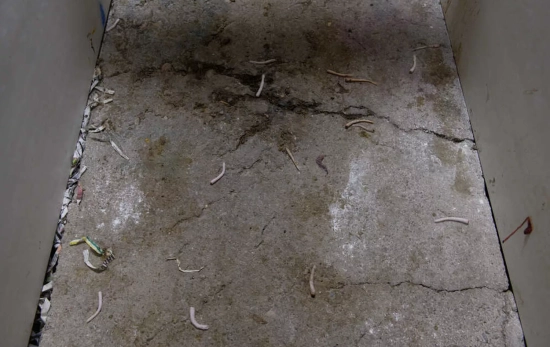 Colas de cerdo mutiladas / IGUALDAD ANIMAL