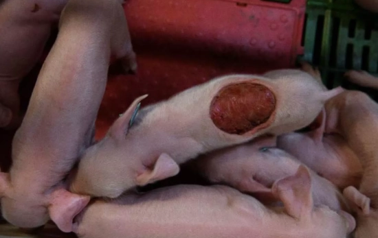 Cerdos con heridas abiertas, abrasiones y prolapsos / IGUALDAD ANIMAL