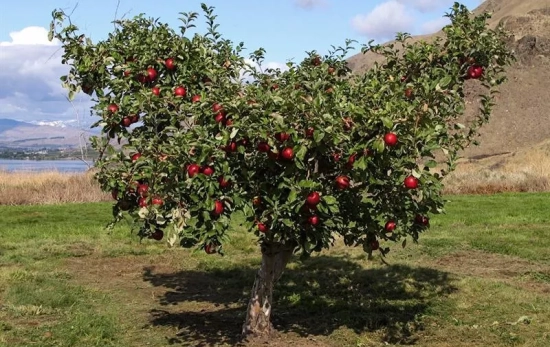 Imagen de un manzano en España / EFE