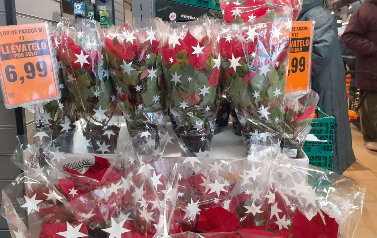 Flores de pascua en un supermercado Dia / Consumidor Global
