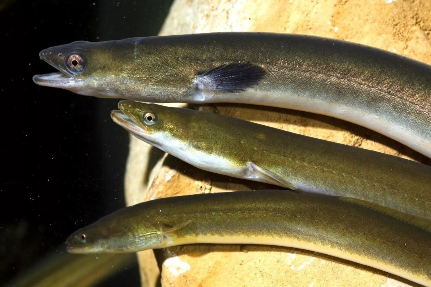 Varias anguilas del Delta del Ebro  La que se aprecia más arriba es una anguila plateada, lista para