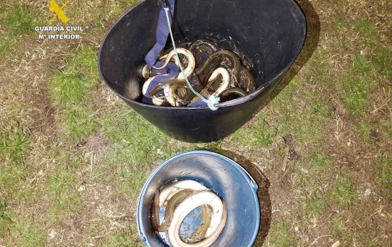 La Guardia Civil interviene ejemplares de anguila europea pescados de manera ilegal en l'Albufera / GUARDIA CIVIL