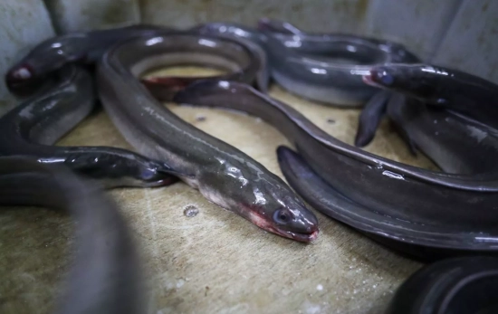 Varias anguilas, en el restaurante Río Loyo, a 20 de febrero de 2026, en Paradela Lugo, Galicia (España) / EP