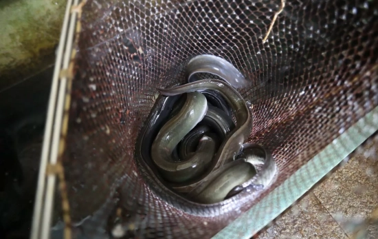 Varias anguilas de piscifactoría / EP
