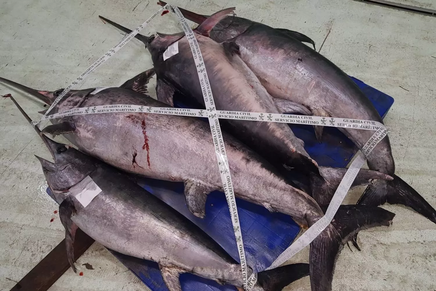 Pez espada incautado por la Guardia Civil en A Coruña en 2020 / EP