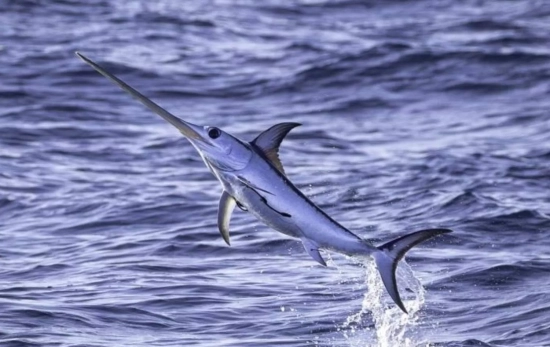 Desvelan la presencia de microplásticos en los peces espada del Mediterráneo occidental / EP