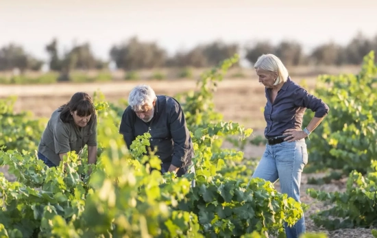 Viñedos de la bodega / MAS QUE VINOS