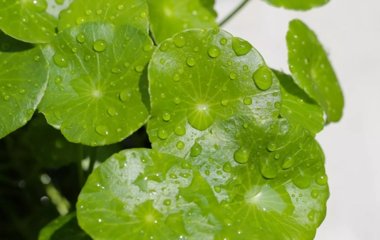 Centella asiática/ CANVA