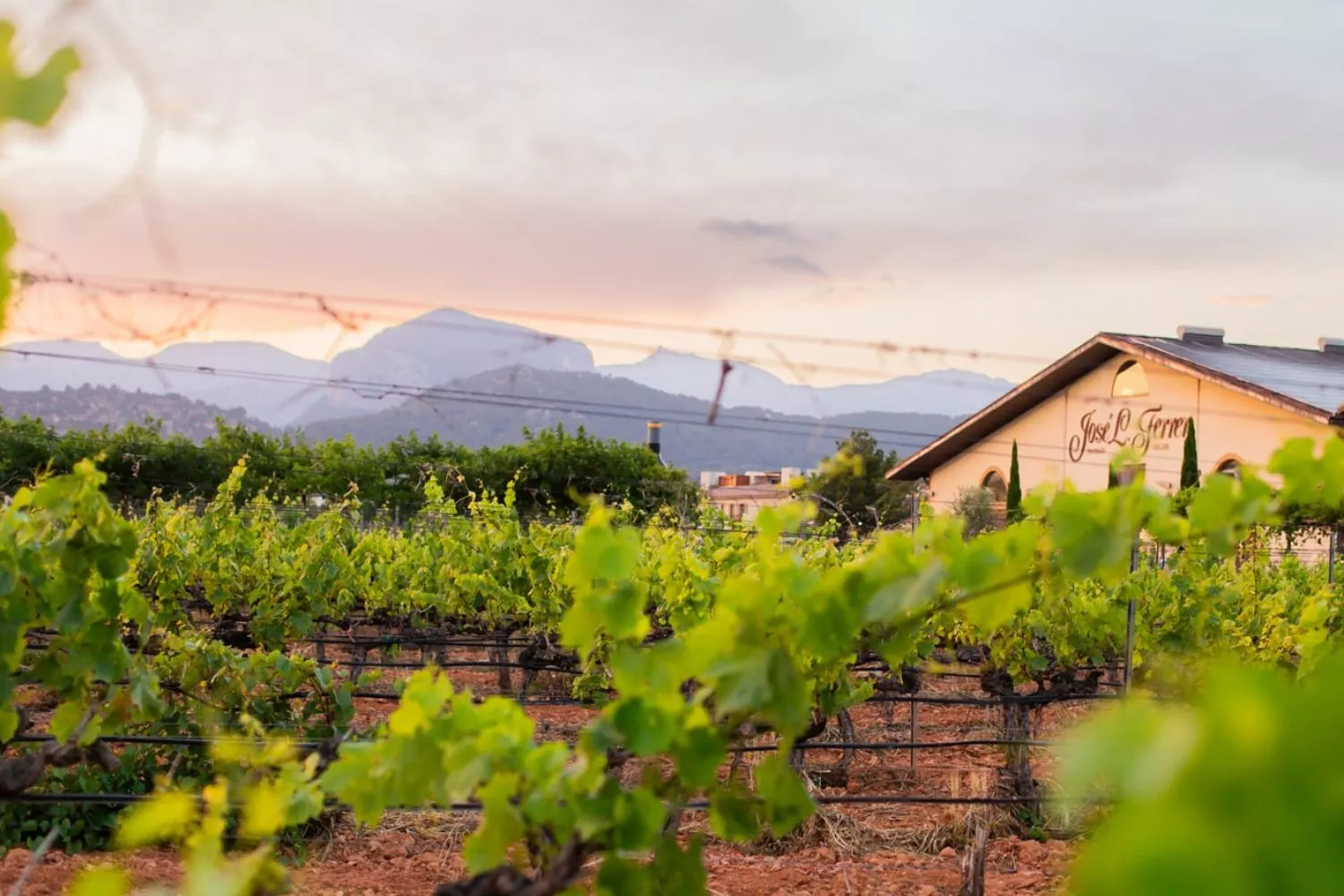 Las viñas de la bodega José L. Ferrer, en Binissalem (Mallorca) / BJLF