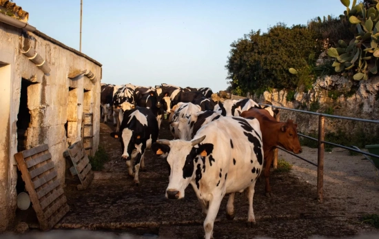 Las vacas de las razas frisona y menorquina en la finca de Cavalleria Nova / CEDIDA Las vacas de las razas frisona y menorquina en la finca de Cavalleria Nova / CEDIDA