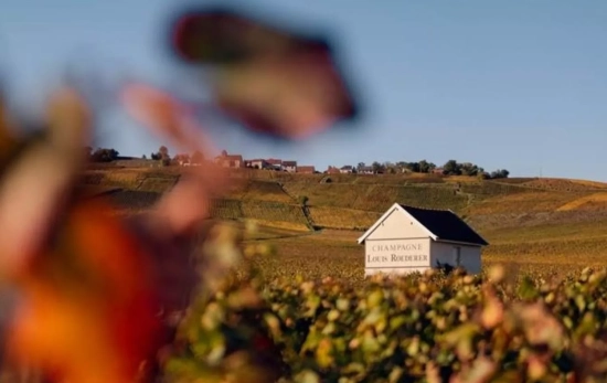 Viñedos de Louis Roederer / CEDIDA