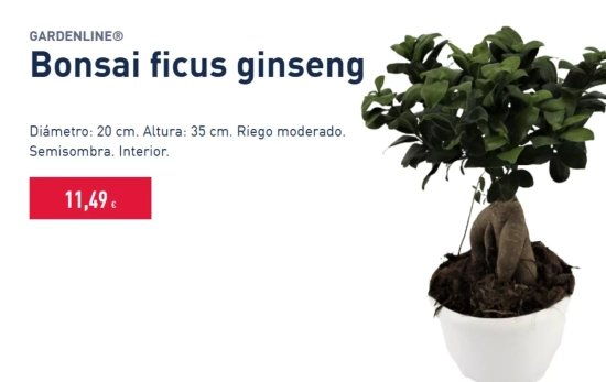 Bolsai Ficus /ALDI Bolsai Ficus /ALDI