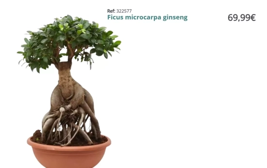 Bolsai Ginseng/VERDECORA Bolsai Ginseng/VERDECORA