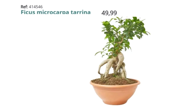 Ficus bonsai/ VERDECORA Ficus bonsai/ VERDECORA
