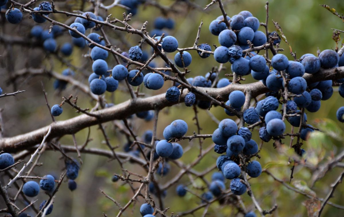 Endrinas, los frutos con los que se elabora el pacharán / Flickr