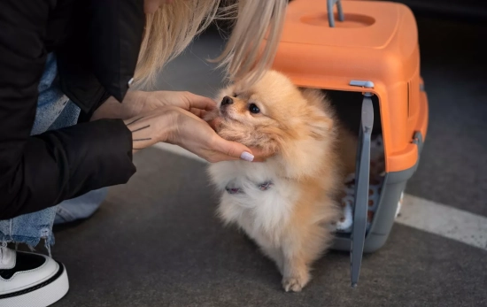 Un perro listo para viajar / FREEPIK
