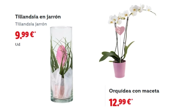 Plantas en jarrón y maceta/ LIDL