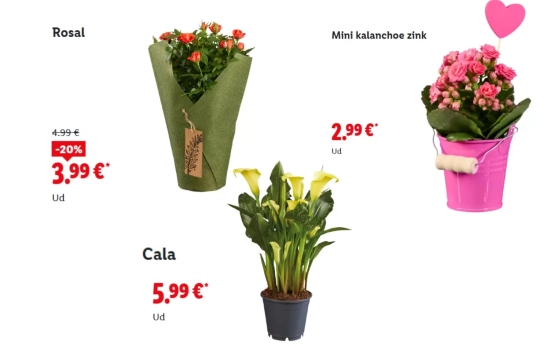 Flores en maceta/ LIDL